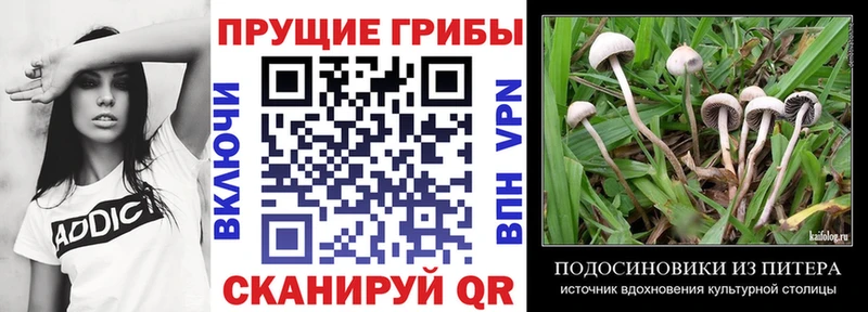 Купить  Кашира  Галлюциногенные грибы мицелий 